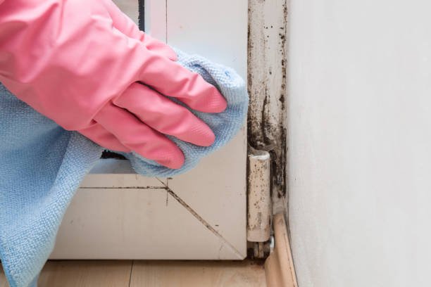 Mold Documentation for Insurance Claims in Forest Lake, MN